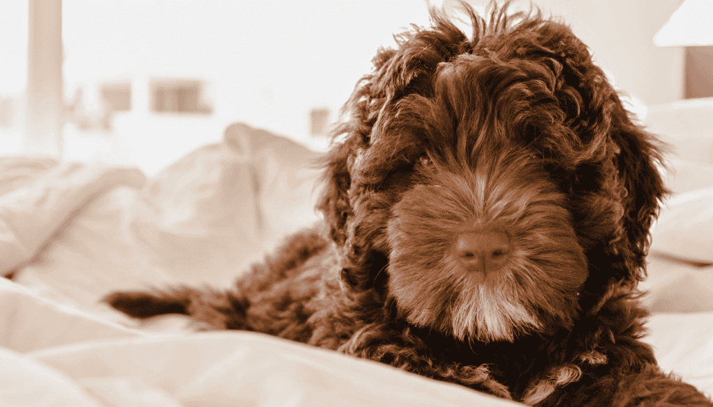 Portuguese Water Dog Portuguese Water Dog