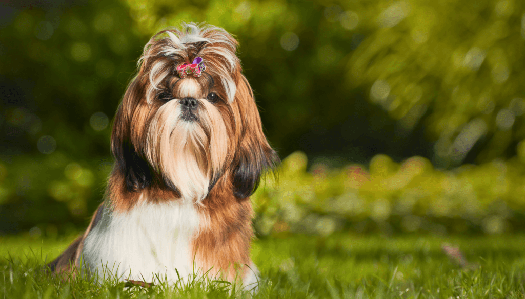 Shih Tzu Shih Tzu