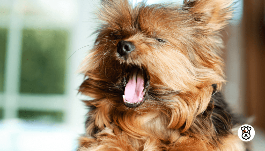 Strange Sounds Dogs Make And What They Really Mean