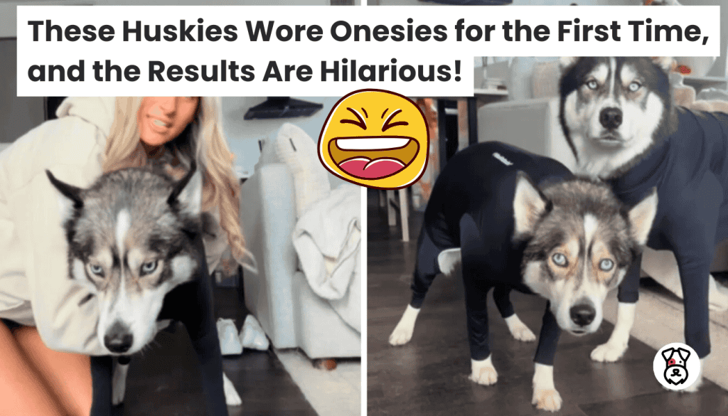 These Huskies Wore Onesies for the First Time, and the Results Are Hilarious