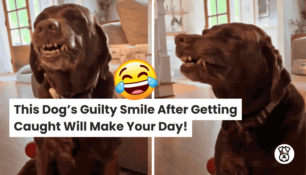 This Dog’s Guilty Smile After Getting Caught Will Make Your Day