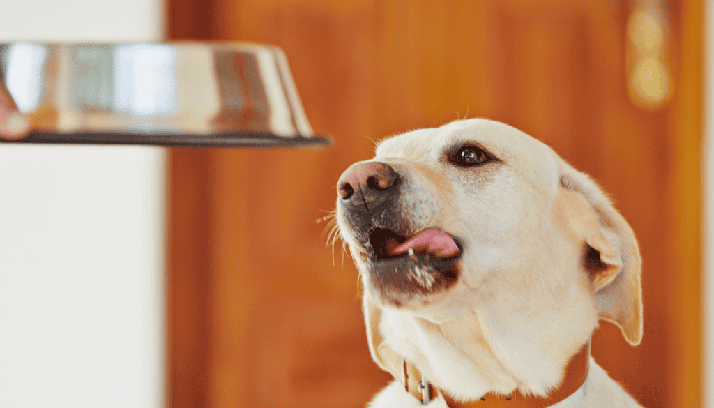 Understanding Dog Food Labels