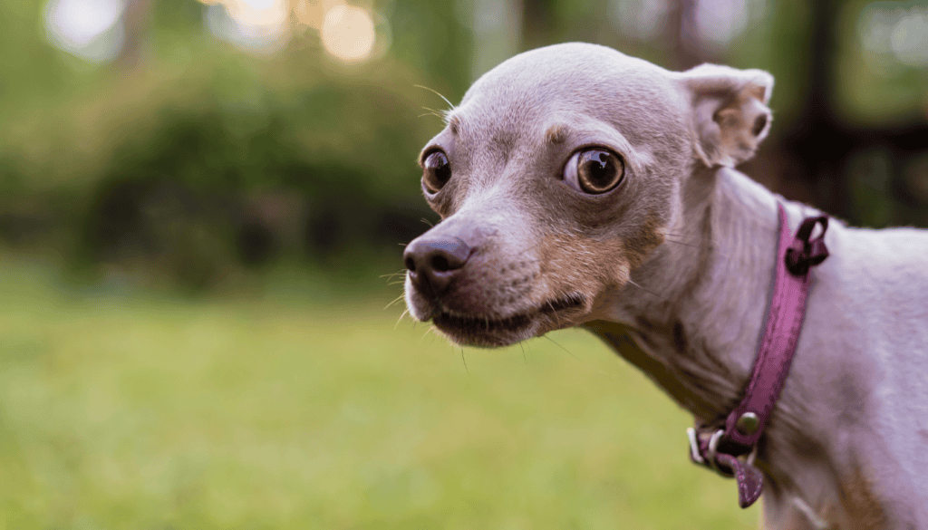 Understanding the root causes of your dog’s low confidence is the first step towards helping them overcome it Understanding the root causes of your dog’s low confidence is the first step towards helping them overcome it