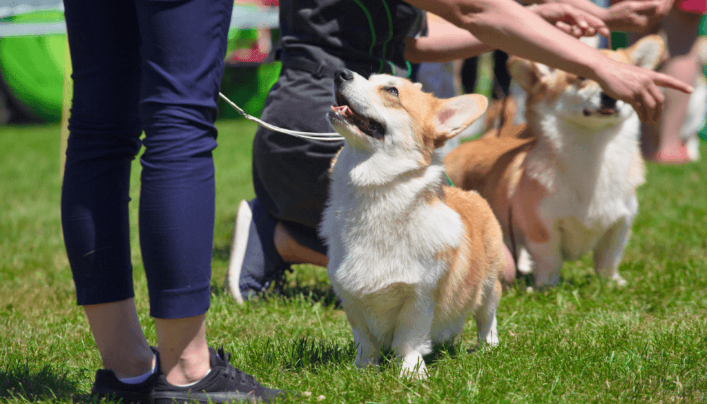 Winning awards can boost a breeder's reputation Winning awards can boost a breeder's reputation
