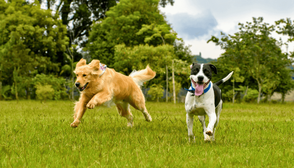 a run in the park can tire them out and make nighttime rest easier a run in the park can tire them out and make nighttime rest easier