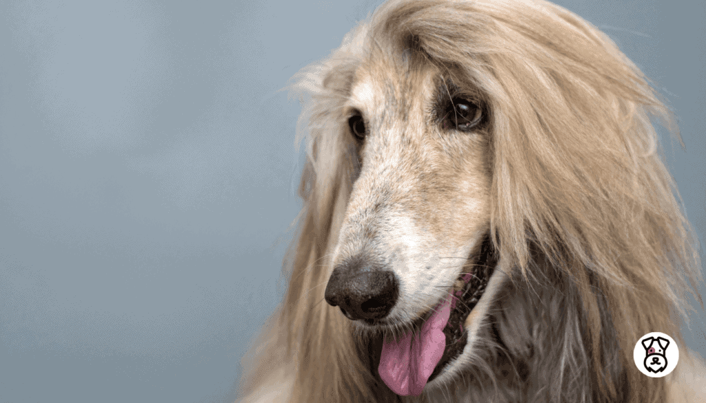 dogs with great hair