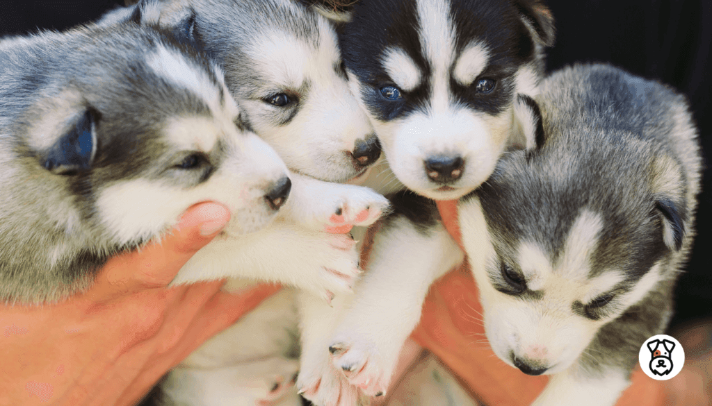 how much does a dog breeder make a year