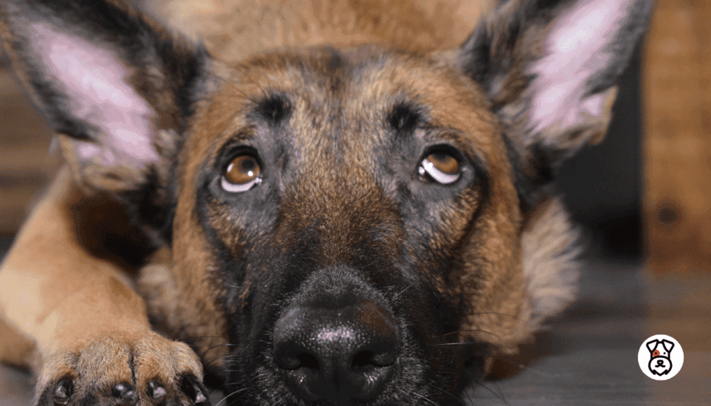 Do Dogs Think