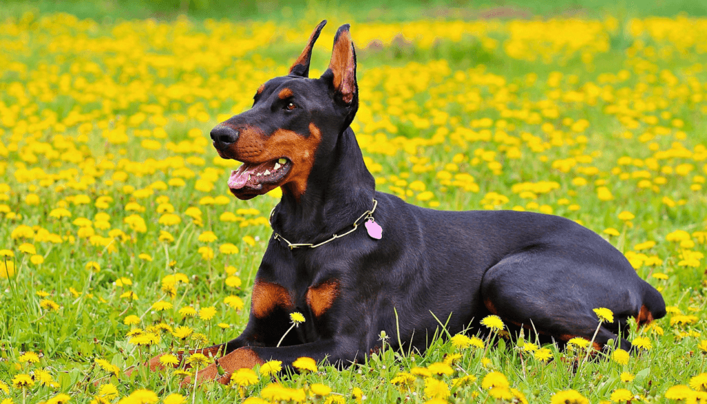 Dobermans are known for their sleek and muscular appearance