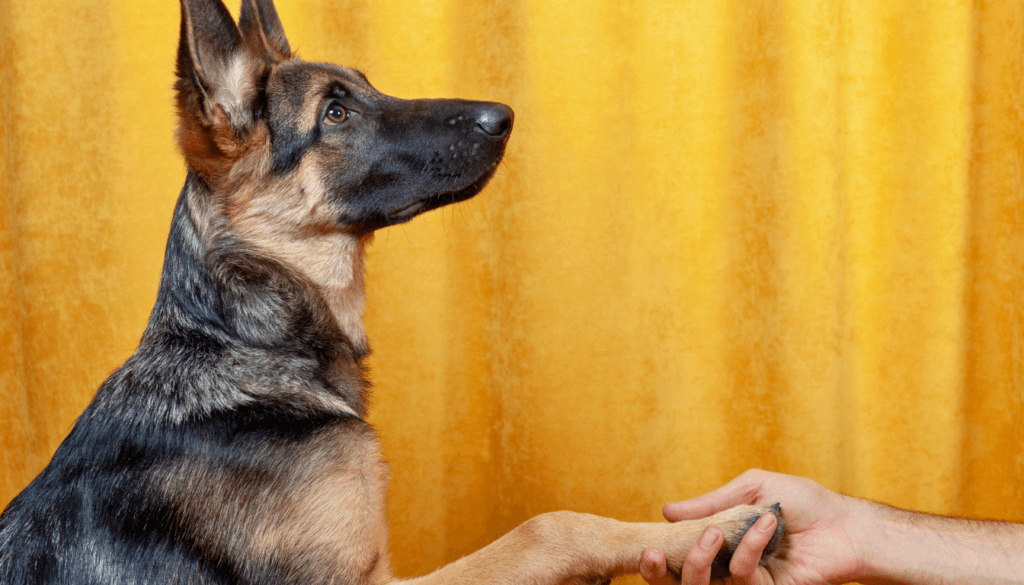 Dogs and humans share some fascinating cognitive abilities Dogs and humans share some fascinating cognitive abilities
