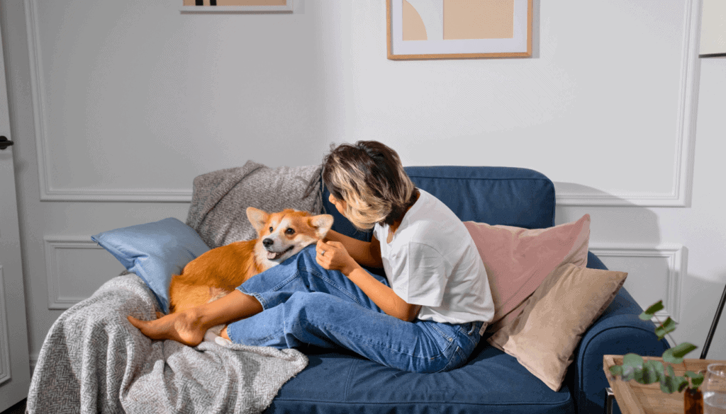 Dogs often hop onto couches for comfort
