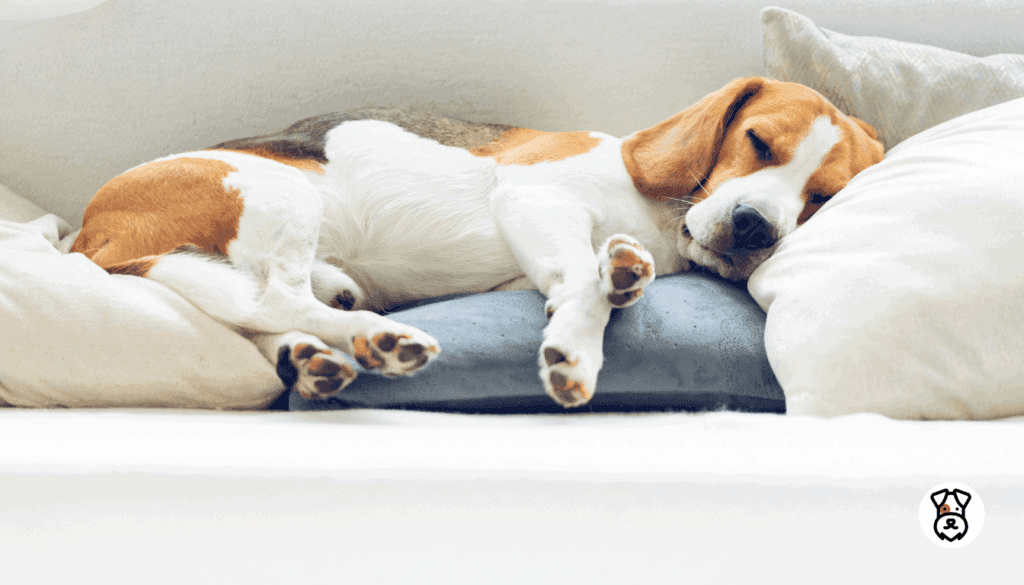 How to Keep Dogs Off the Couch