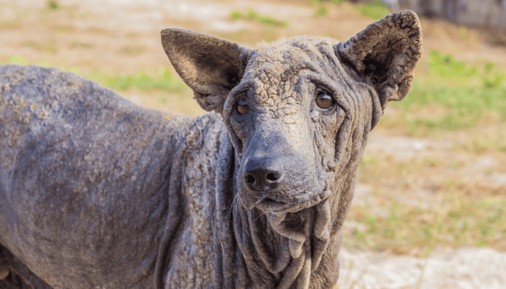 Sarcoptic Mange Sarcoptic Mange