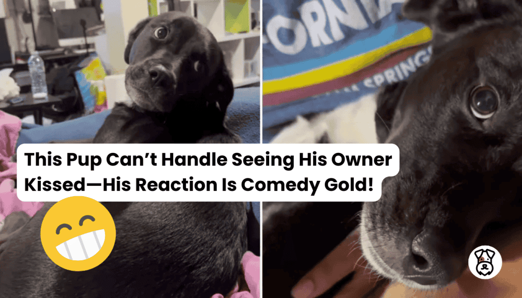 This Pup Can’t Handle Seeing His Owner Kissed—His Reaction Is Comedy Gold