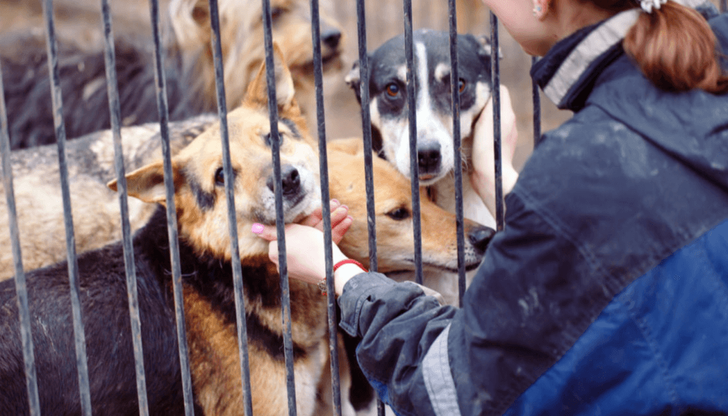 Volunteer at an adoption event Volunteer at an adoption event