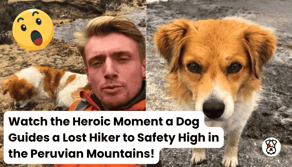 Watch the Heroic Moment a Dog Guides a Lost Hiker to Safety High in the Peruvian Mountains