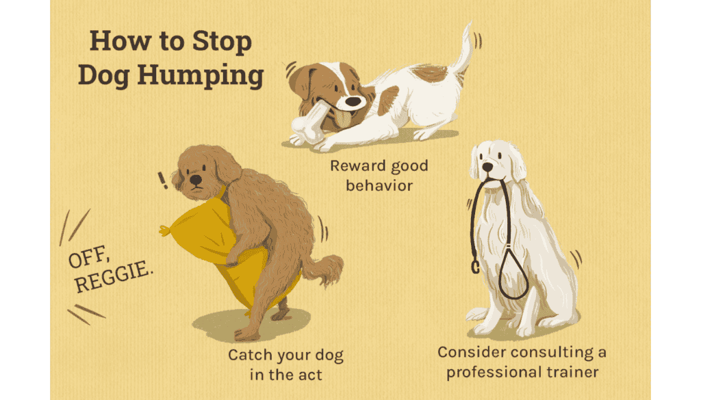 is it normal for dogs to hump everyday is it normal for dogs to hump everyday
