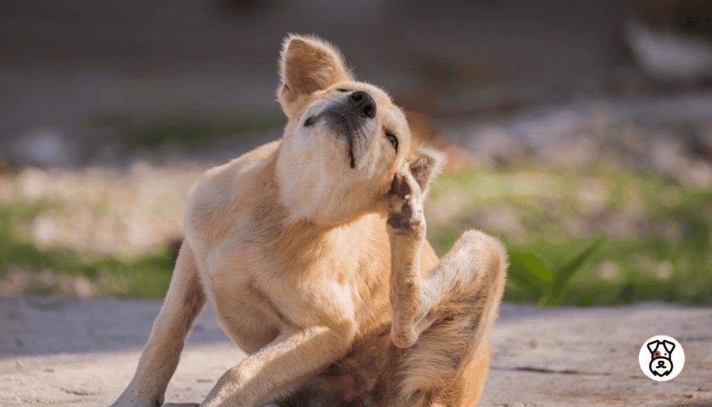 mange in dogs