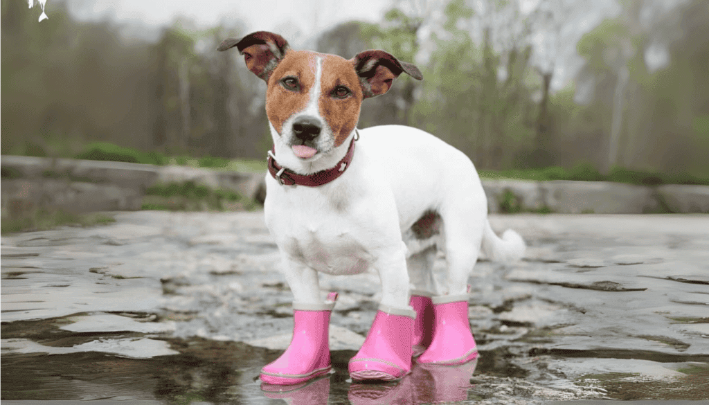 what are the best dog boots that stay on what are the best dog boots that stay on