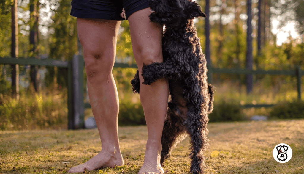 why do dogs hump