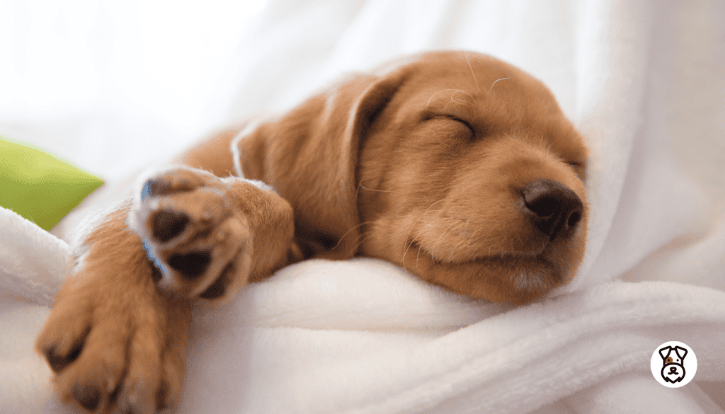 Can Dogs Sleepwalk