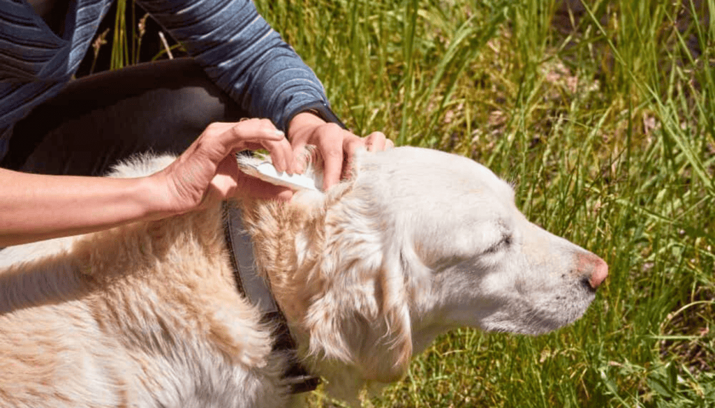 Do Home Remedies Work on Fleas Do Home Remedies Work on Fleas