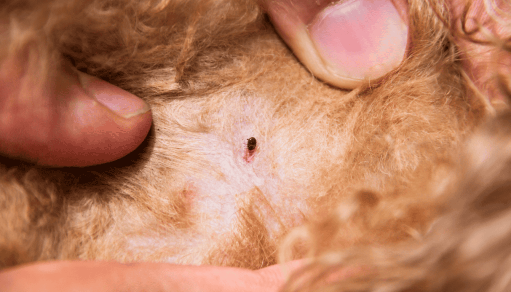 Fleas feast on blood, so dogs with a heavy infestation can quickly become anemic Fleas feast on blood, so dogs with a heavy infestation can quickly become anemic