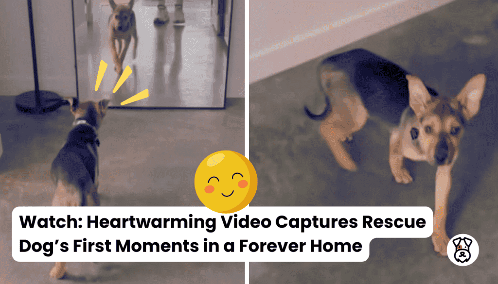 Watch Heartwarming Video Captures Rescue Dog’s First Moments in a Forever Home