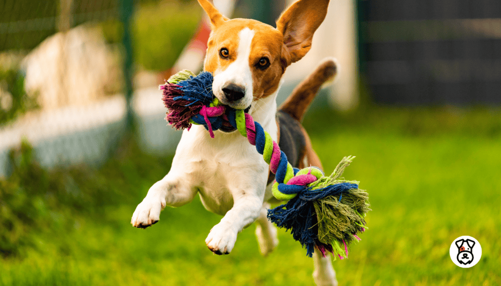 canine hyperactivity