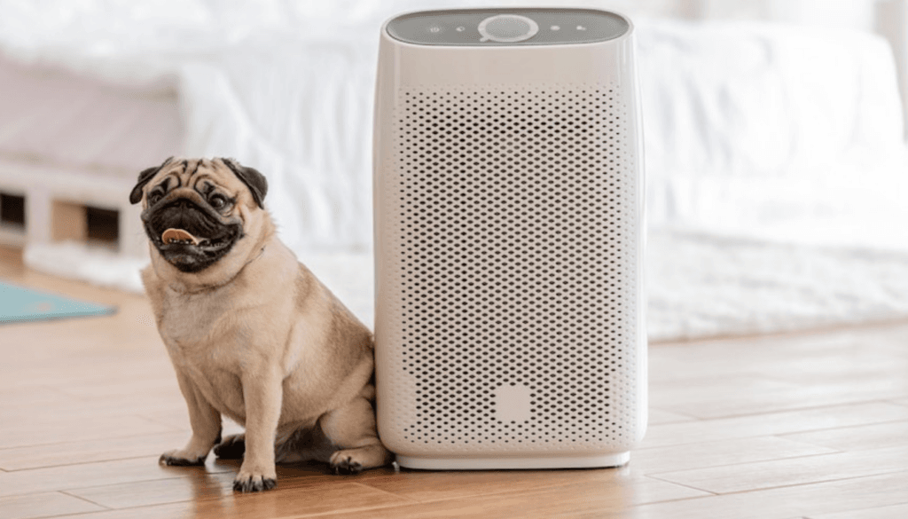 does air purifier help with dog allergies does air purifier help with dog allergies