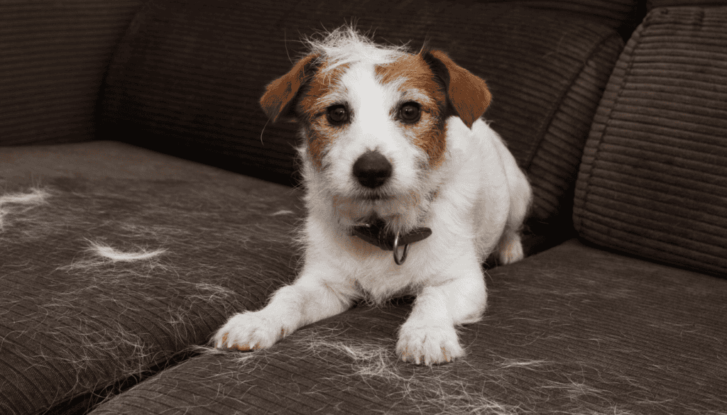 what air purifier is best for pet hair what air purifier is best for pet hair