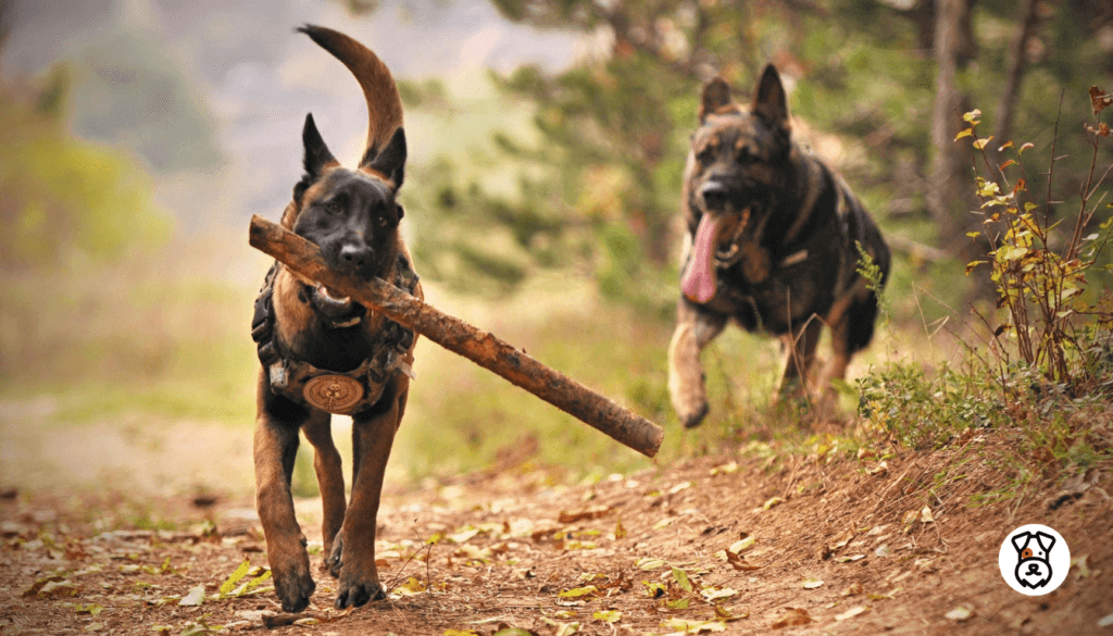 why do dogs eat sticks