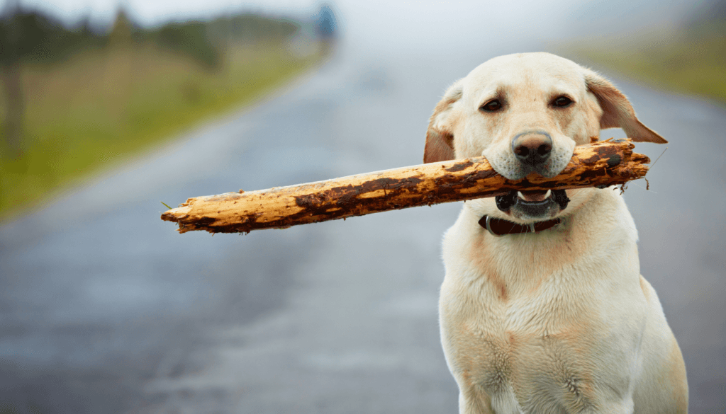 why do dogs like chewing on sticks