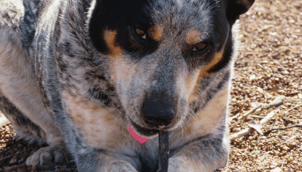 why do dogs like sticks so much