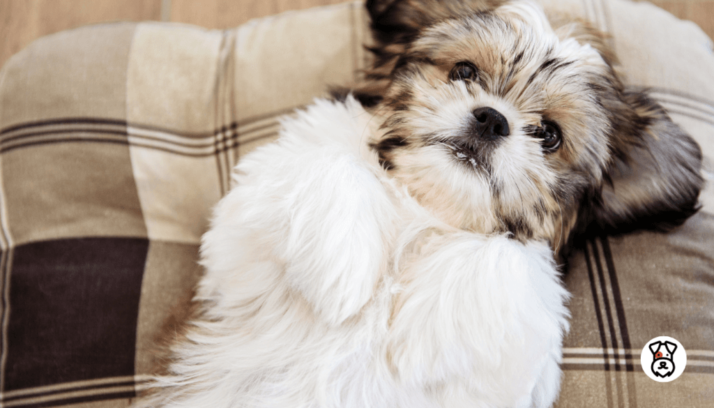 why shih tzus are the worst dogs