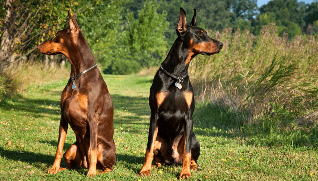 Choose neutral ground between your dog and the second dog Choose neutral ground between your dog and the second dog