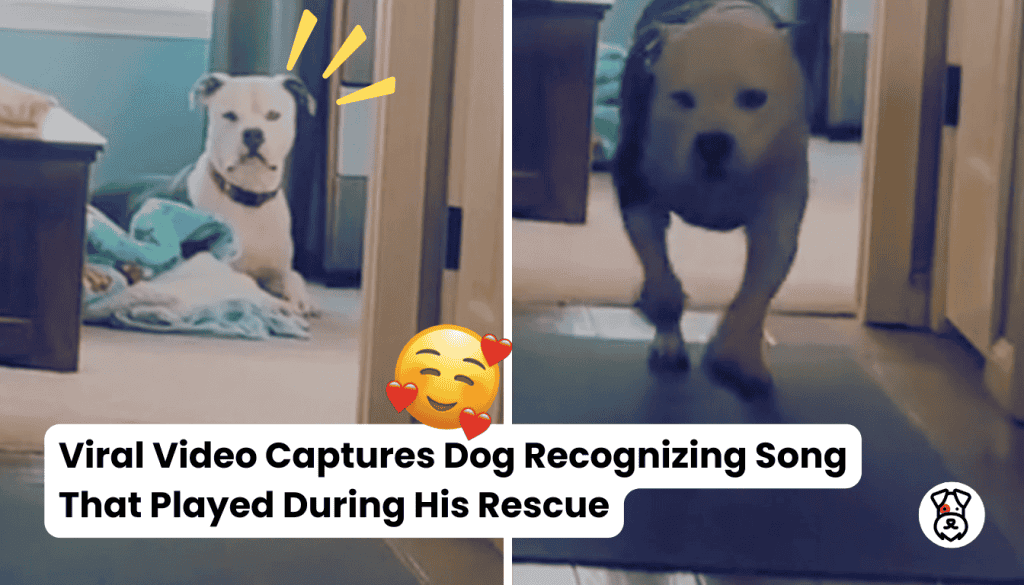 Viral Video Captures Dog Recognizing Song That Played During His Rescue