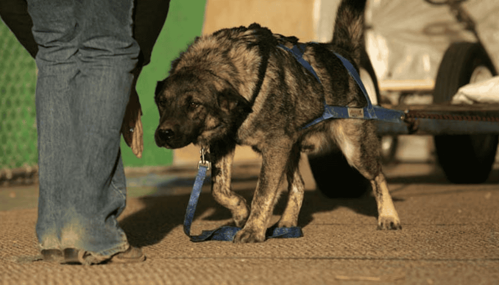 at what age can a dog start weight pulling