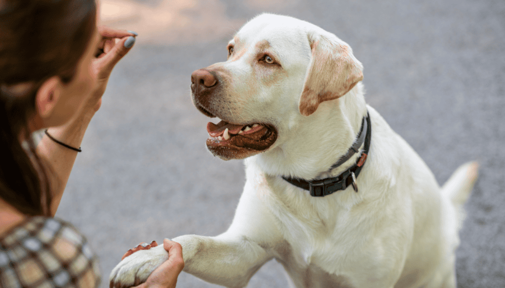 introduce the second dog to your home introduce the second dog to your home