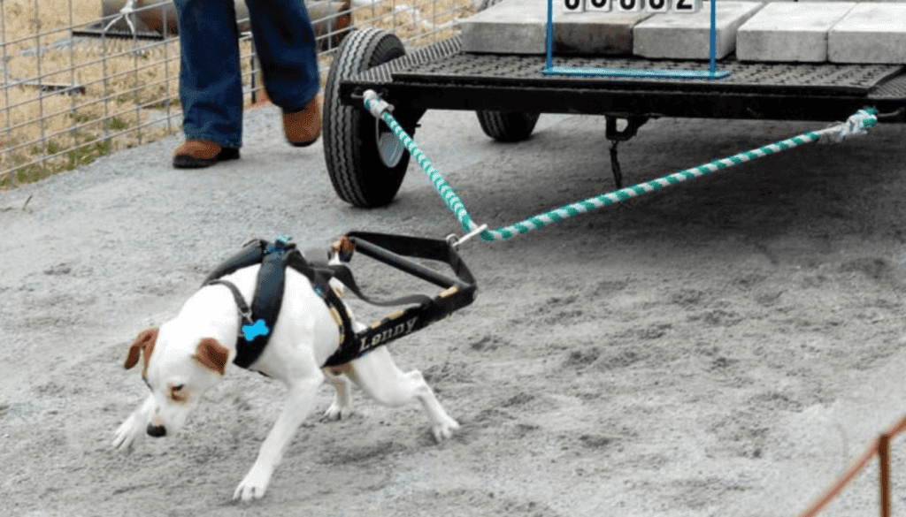 is Weight Pulling Safe for Dogs