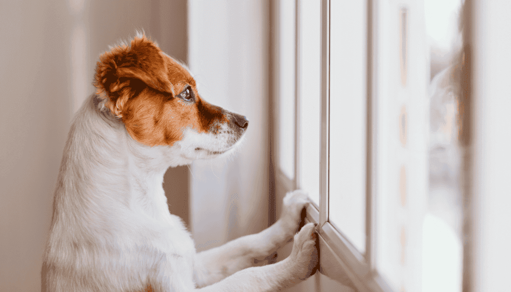 preparing your second dog before the first meeting preparing your second dog before the first meeting