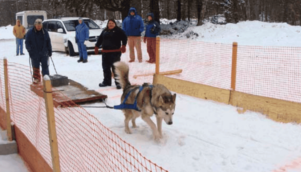 weight pulling dog