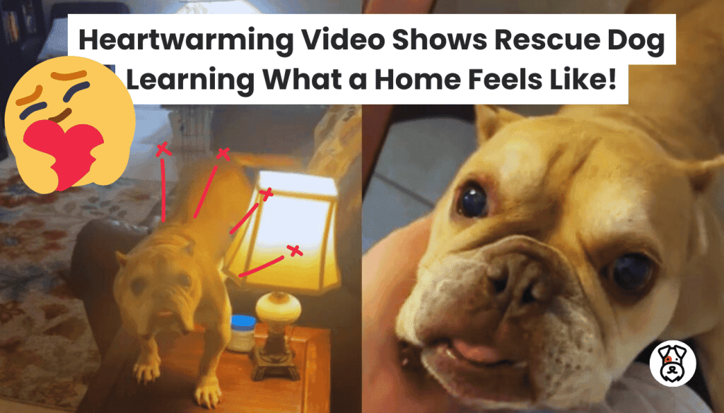 Heartwarming Video Shows Rescue Dog Learning What a Home Feels Like