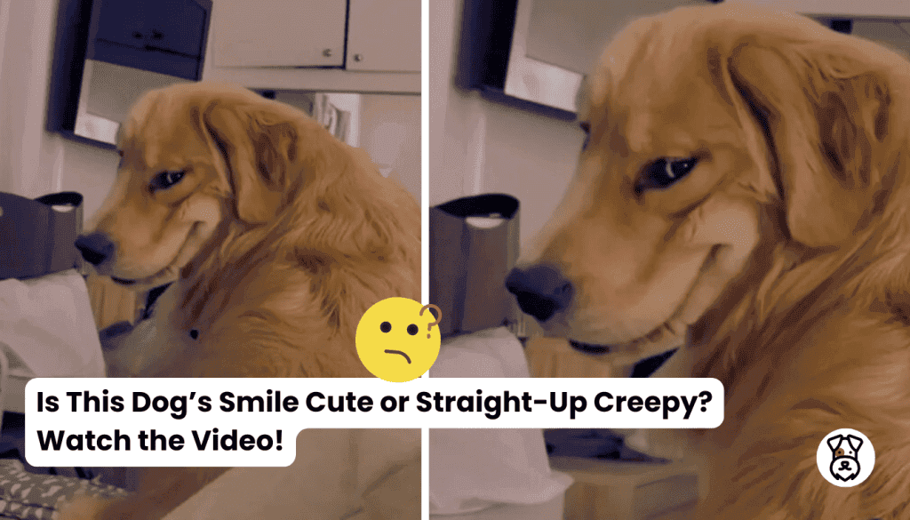 Is This Dog’s Smile Cute or Straight Up Creepy Watch the Video