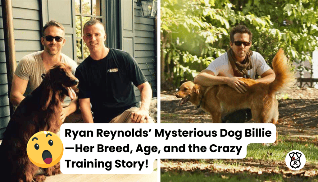 Ryan Reynolds’ Mysterious Dog Billie—Her Breed, Age, and the Crazy Training Story