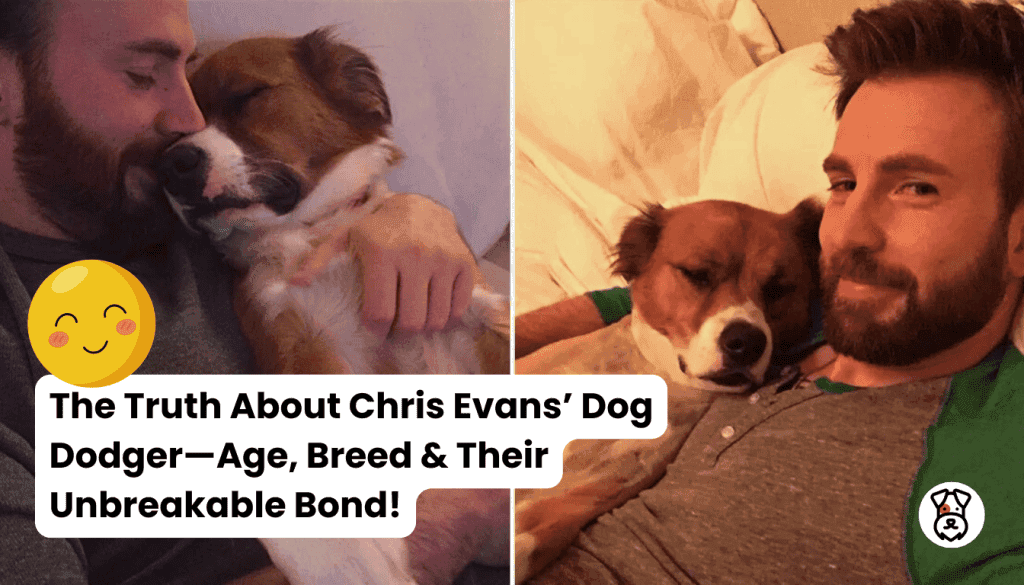 The Truth About Chris Evans’ Dog Dodger—Age, Breed & Their Unbreakable Bond