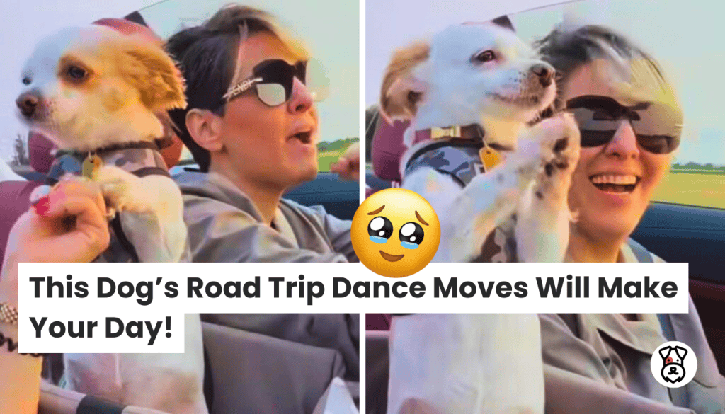 This Dog’s Road Trip Dance Moves Will Make Your Day
