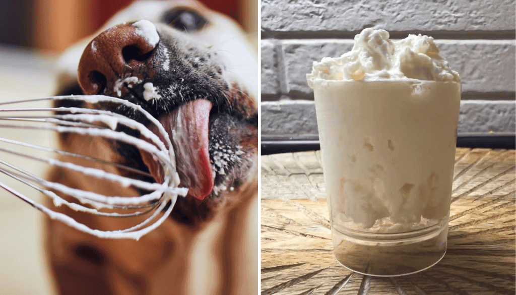 Can You Make a Puppuccino at Home Can You Make a Puppuccino at Home
