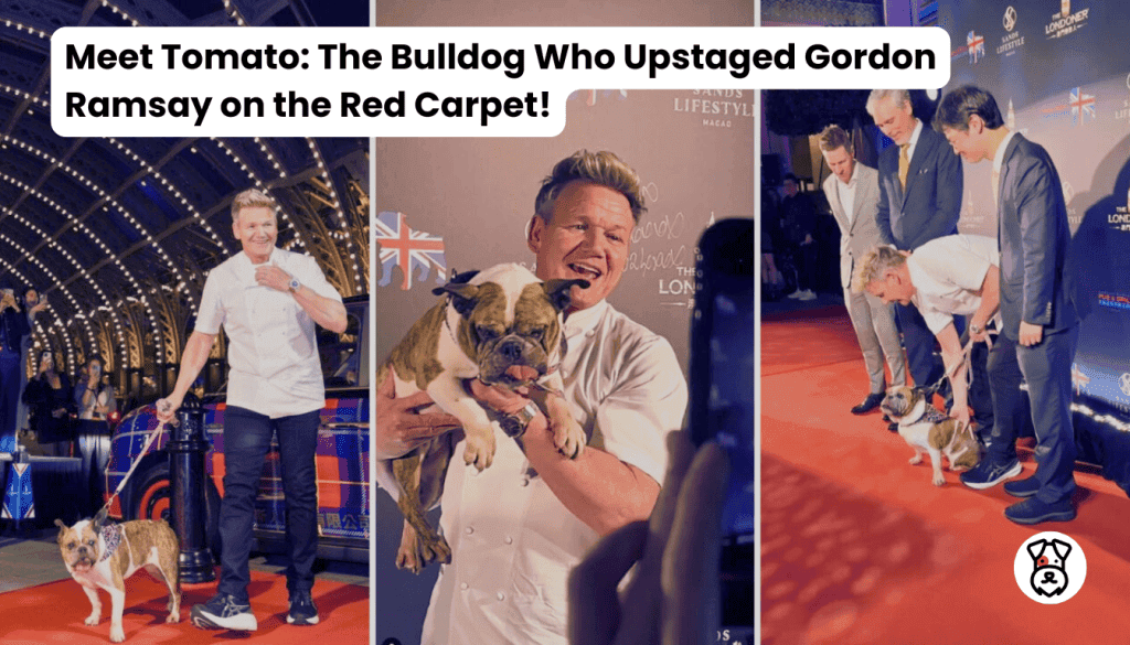Meet Tomato The Bulldog Who Upstaged Gordon Ramsay on the Red Carpet