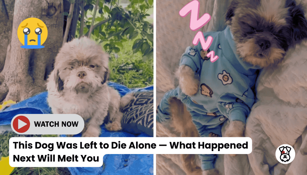 This Dog Was Left to Die Alone What Happened Next Will Melt You